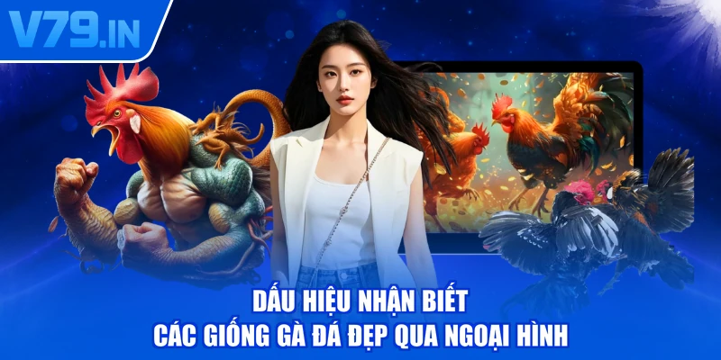 Dấu hiệu nhận biết các giống gà đá đẹp qua ngoại hình